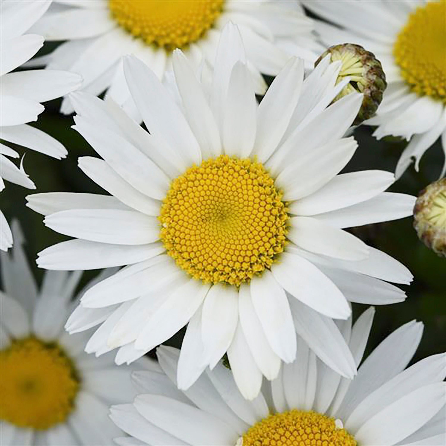 White Lion Shasta Daisy
