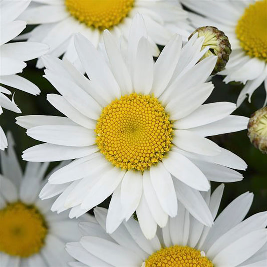 White Lion Shasta Daisy