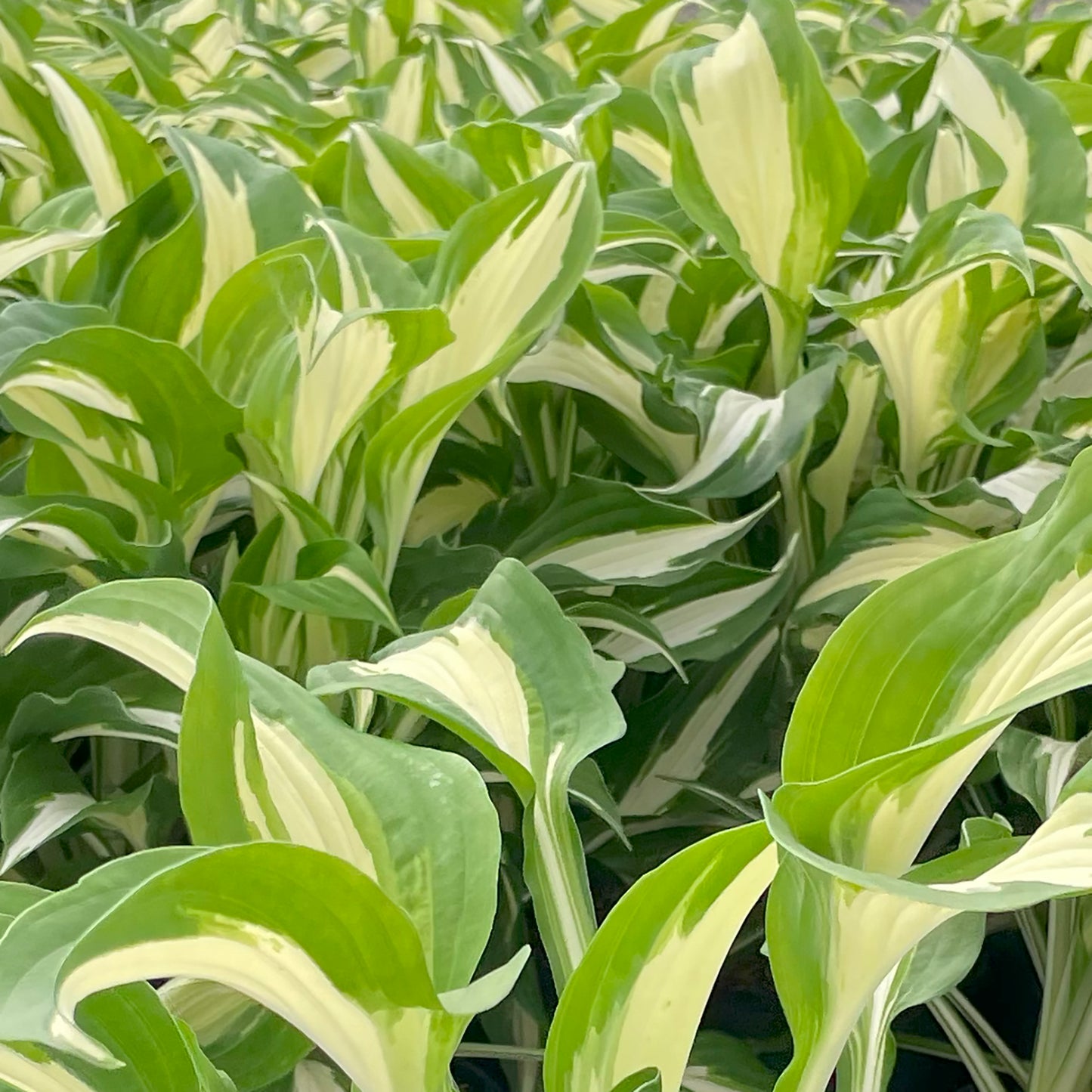 Night Before Christmas Plantain Lily