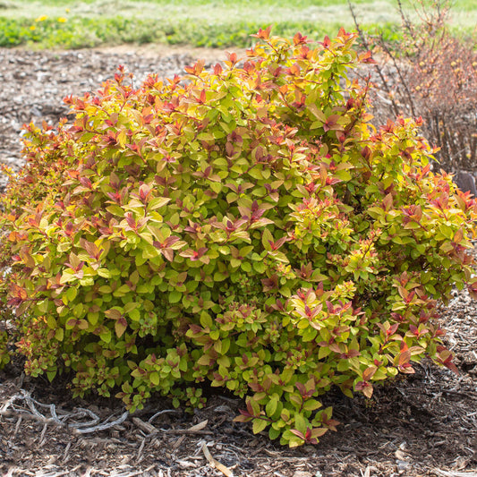 Northern Lights Spirea