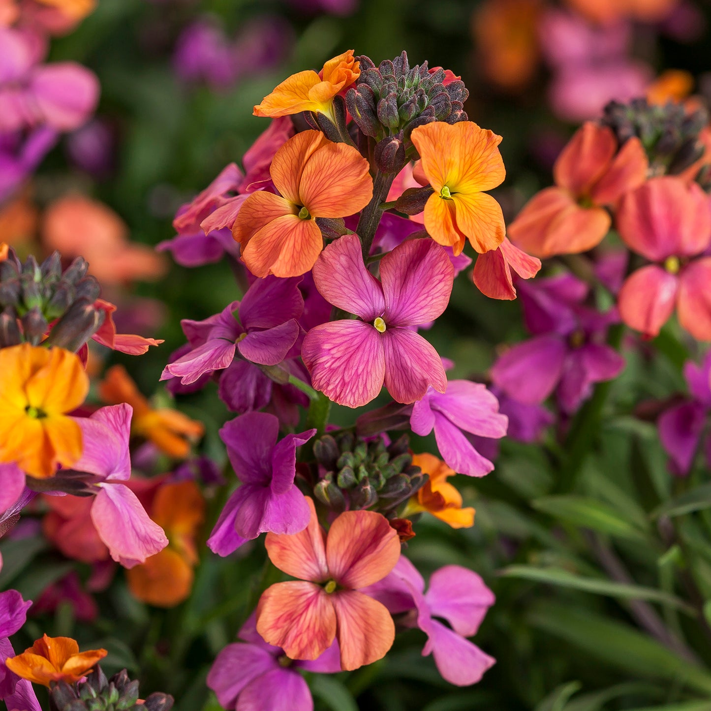 Bronze Rose Wallflower