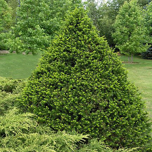 Clipped Cone Yew