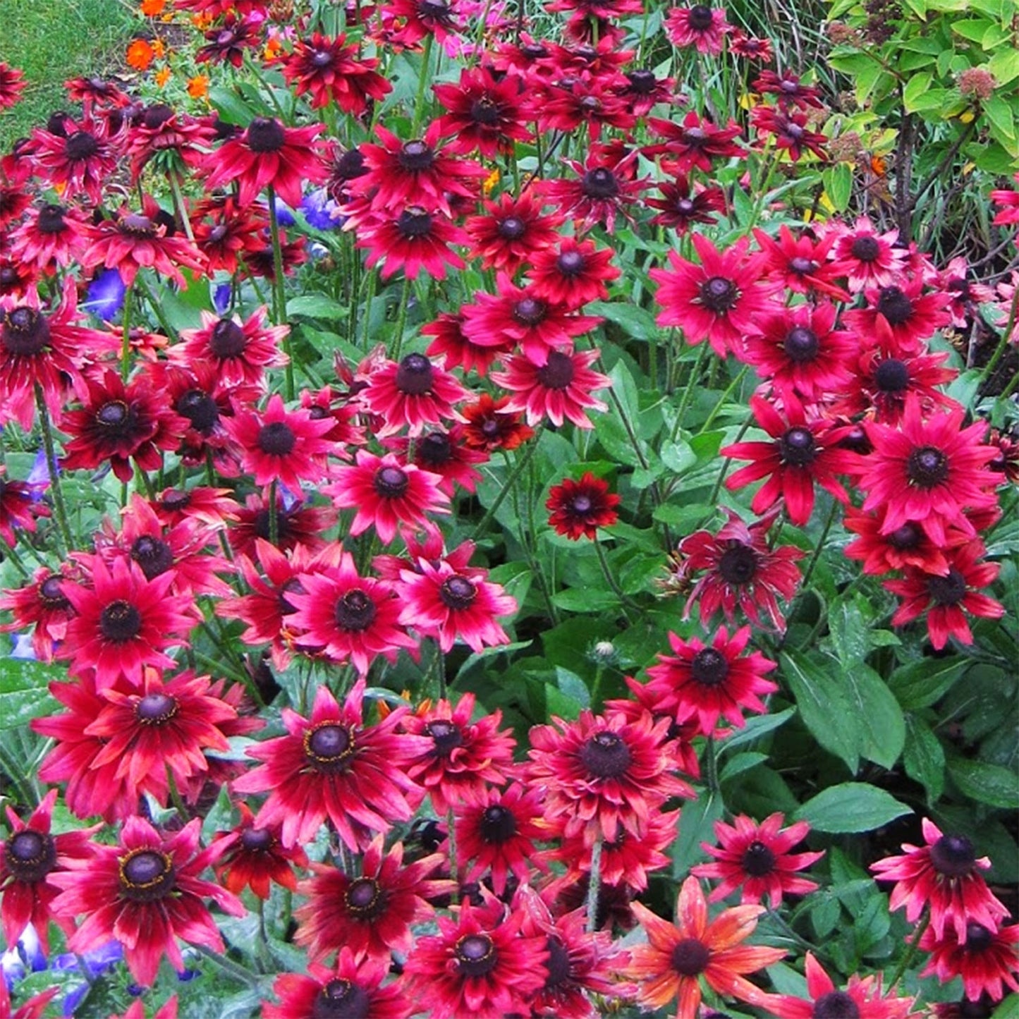 Cherry Brandy Daisy