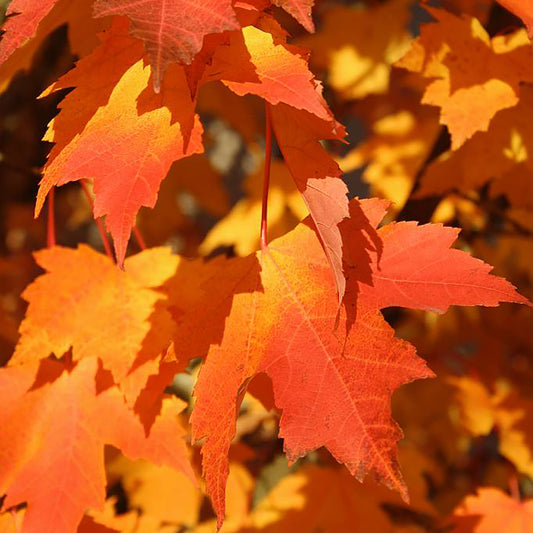 Armstrong Gold™ Maple