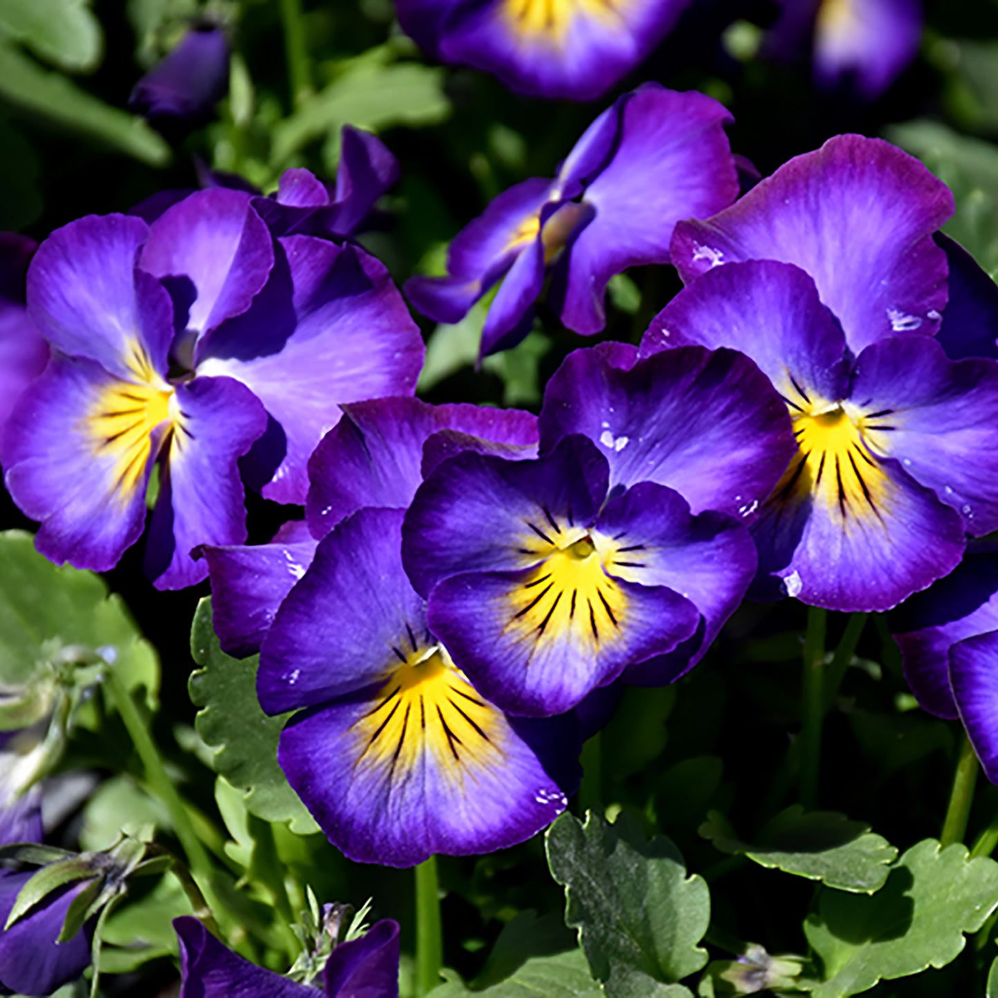 Halo Violet