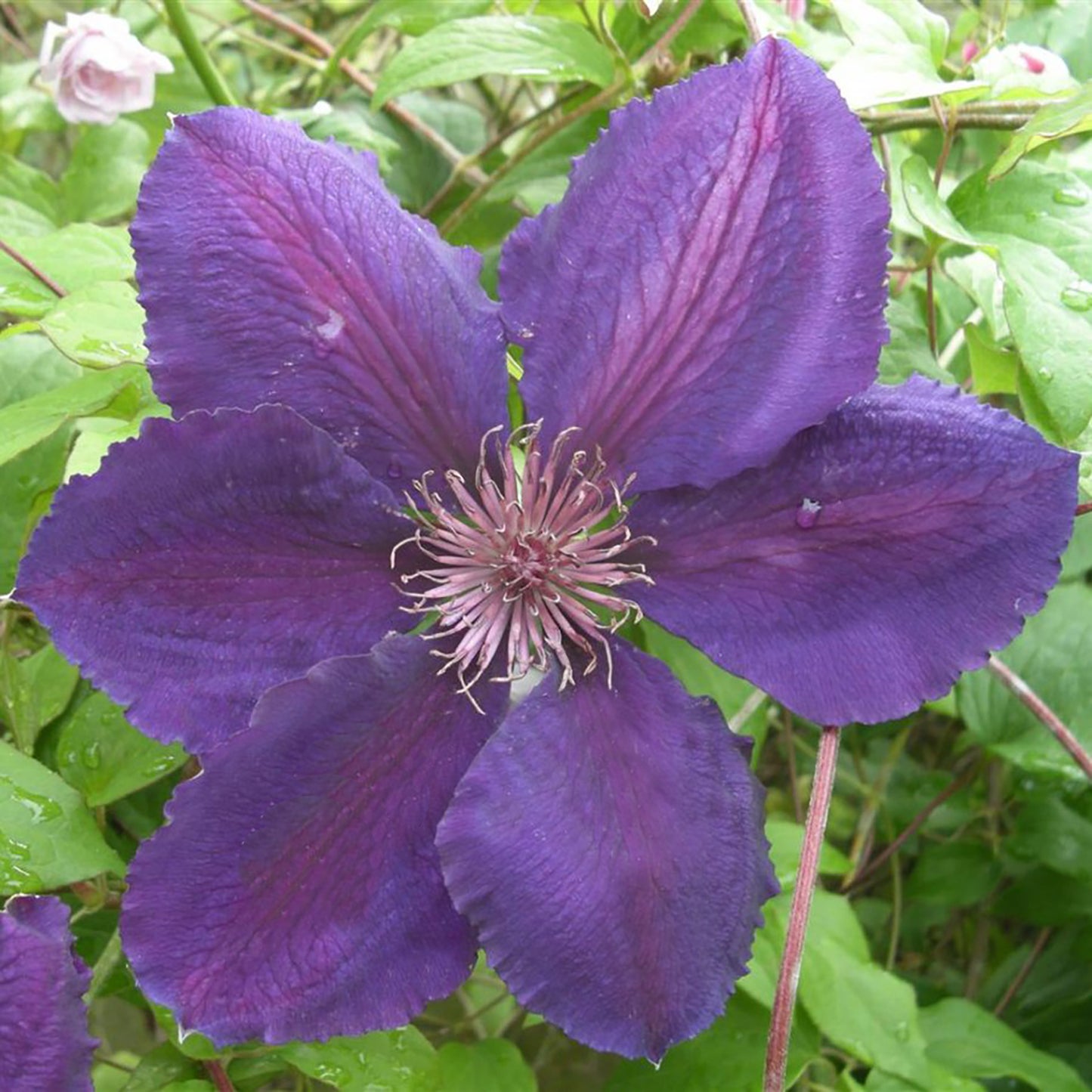 Plum Gorgeous Clematis