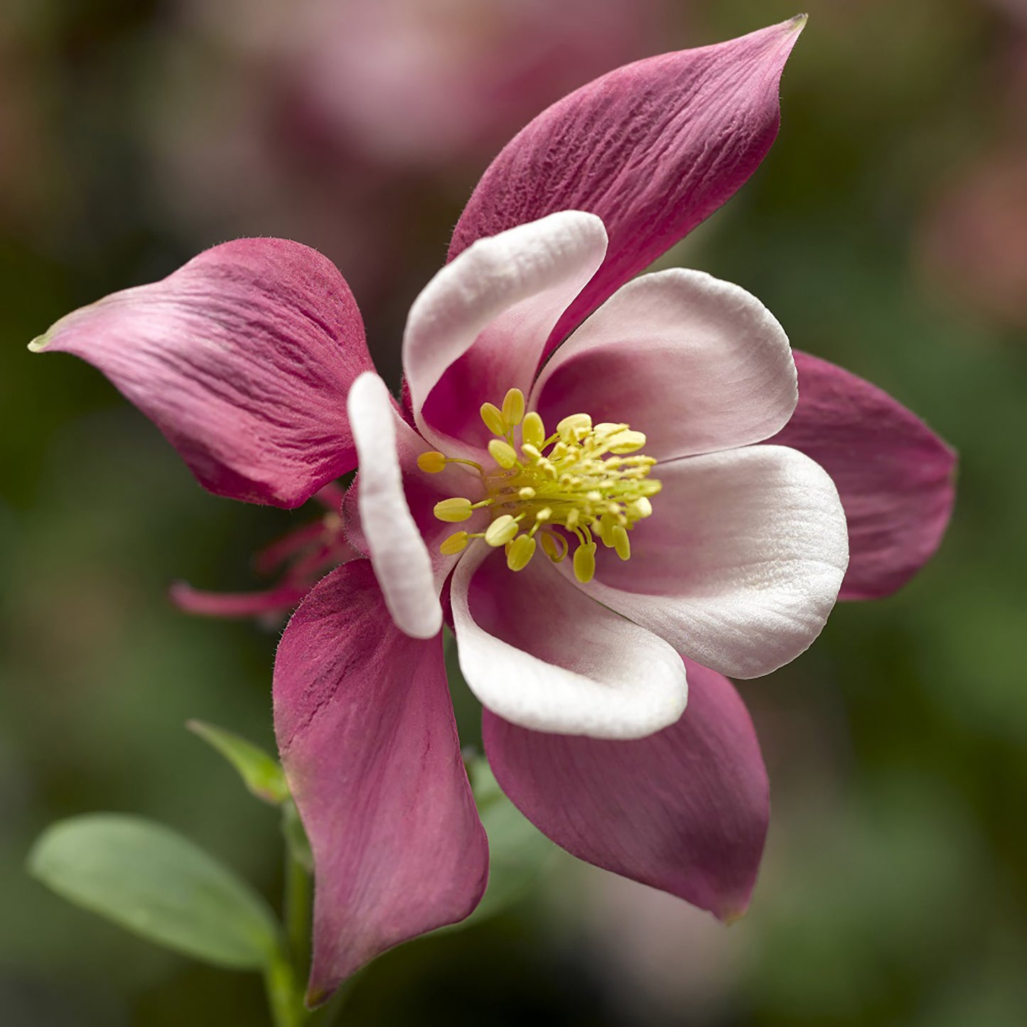 Rose and Pink Columbine