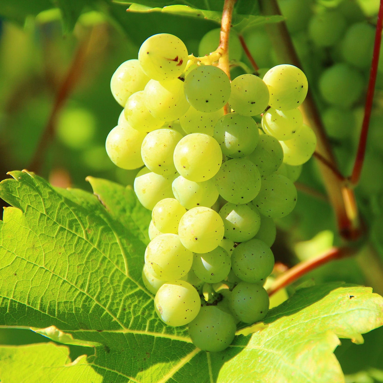 Vidal Grape