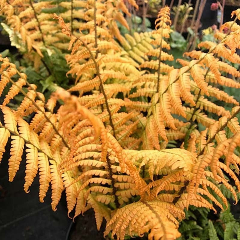 Jurassic Gold Wood Fern