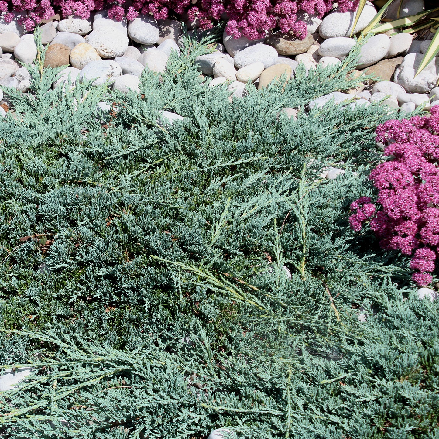 Blue Rug Juniper