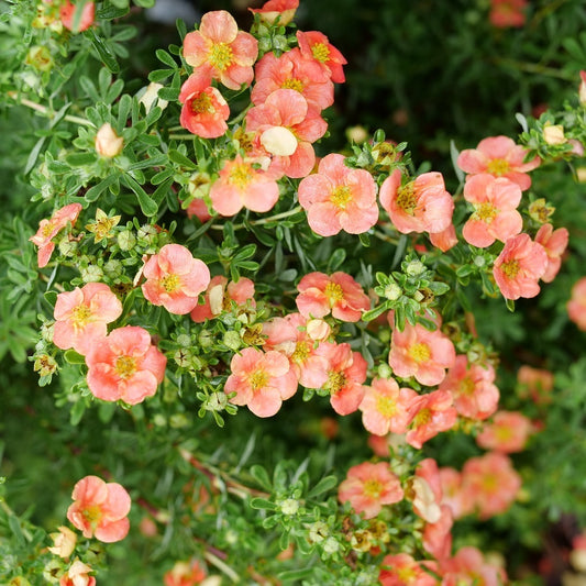 Orange Potentilla