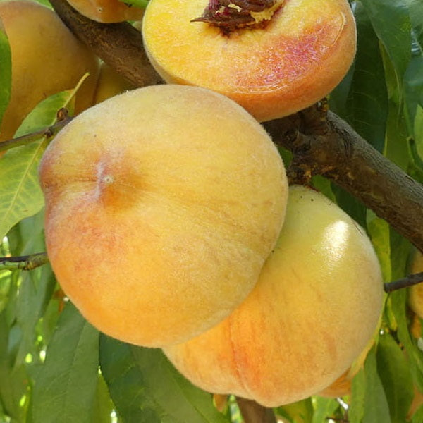 Frost Peach Tree