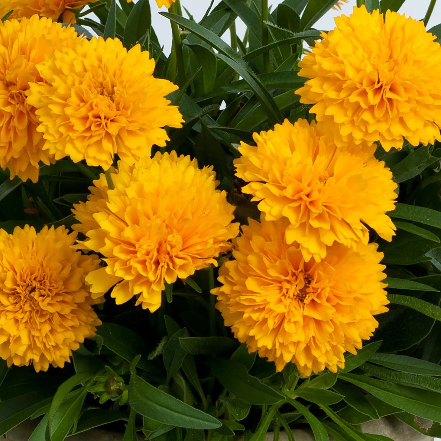 Golden Sphere Tickseed