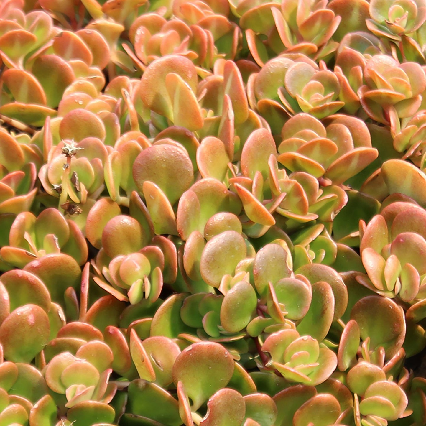 Coral Reef Stonecrop