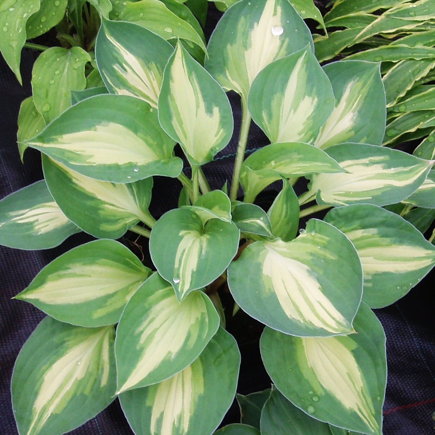 Christmas Candy Plantain Lily