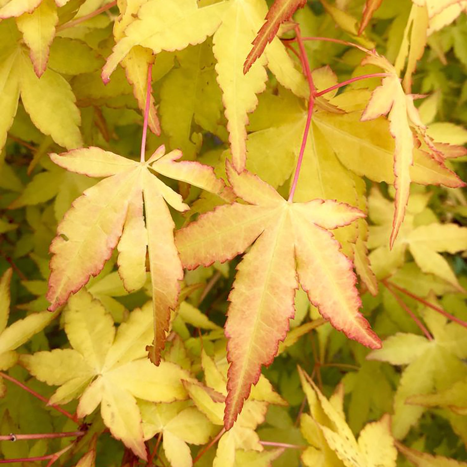 Katsura Japanese Maple