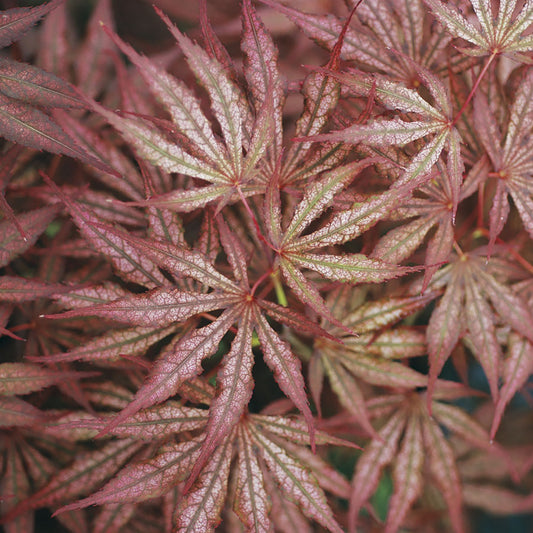 Mikazuki Japanese Maple