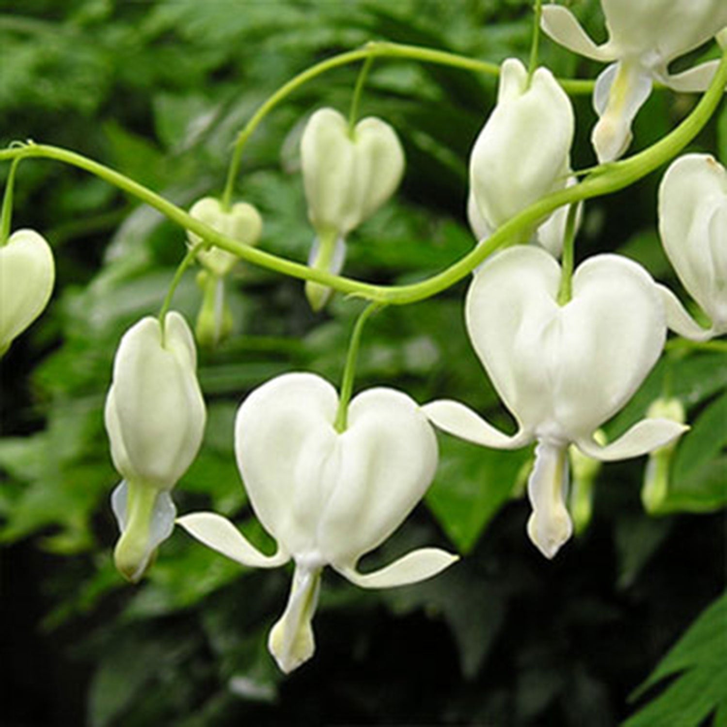 White Bleeding Heart