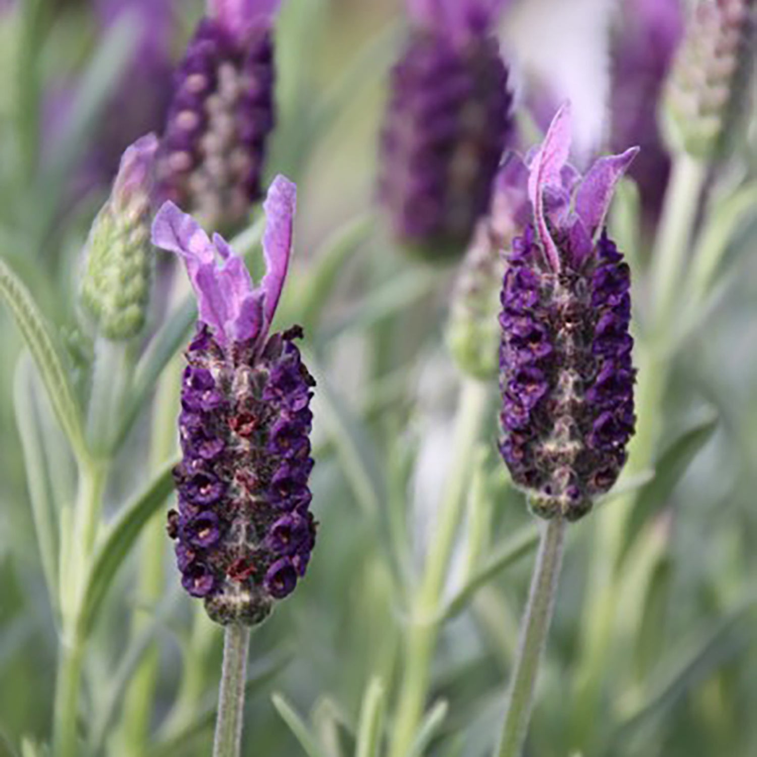 Anouk Supreme Spanish Lavender