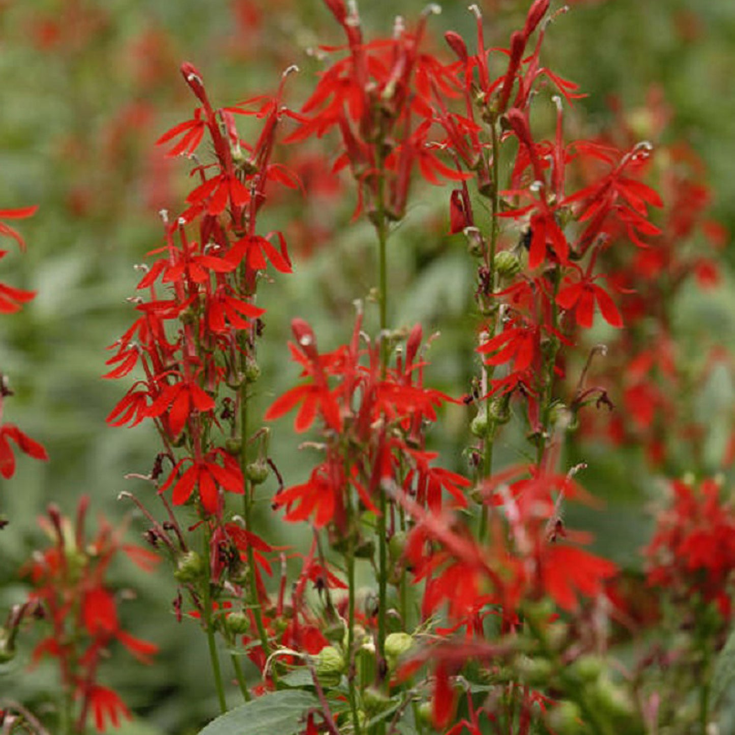 Cardinal Flower