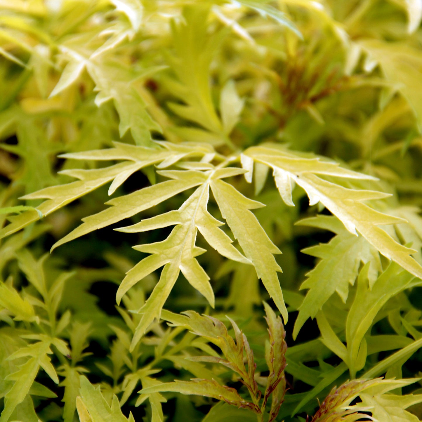 Morden Golden Glow Cutleaf Elderberry