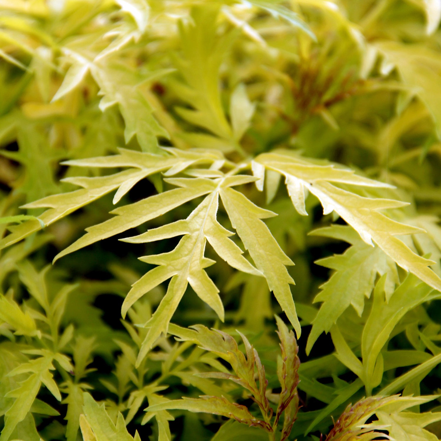 Morden Golden Glow Cutleaf Elderberry
