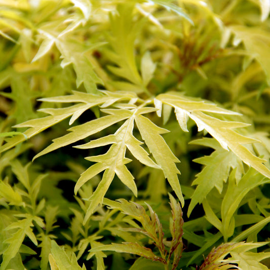 Morden Golden Glow Cutleaf Elderberry