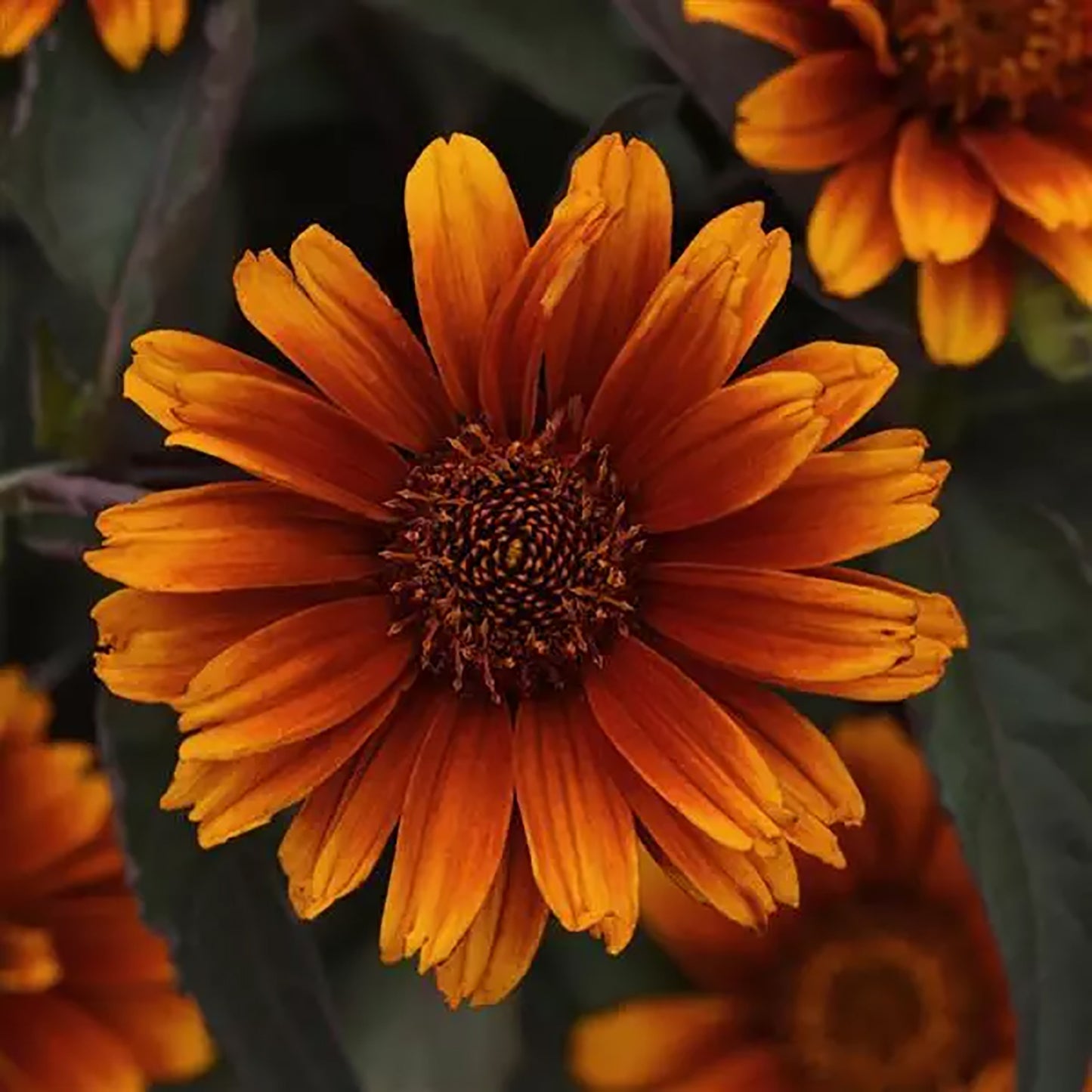 Summer Eclipse False Sunflower