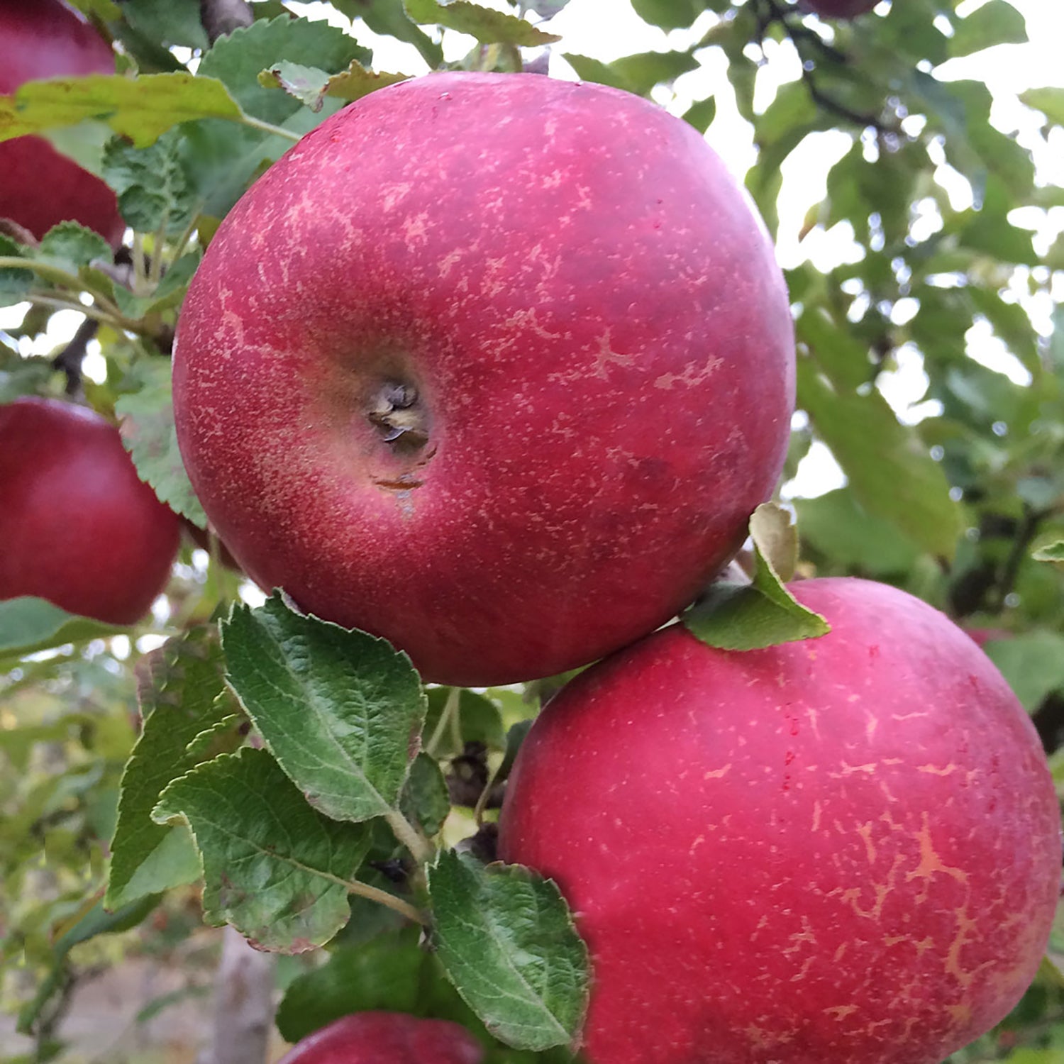 Ruby Mac Apple Tree