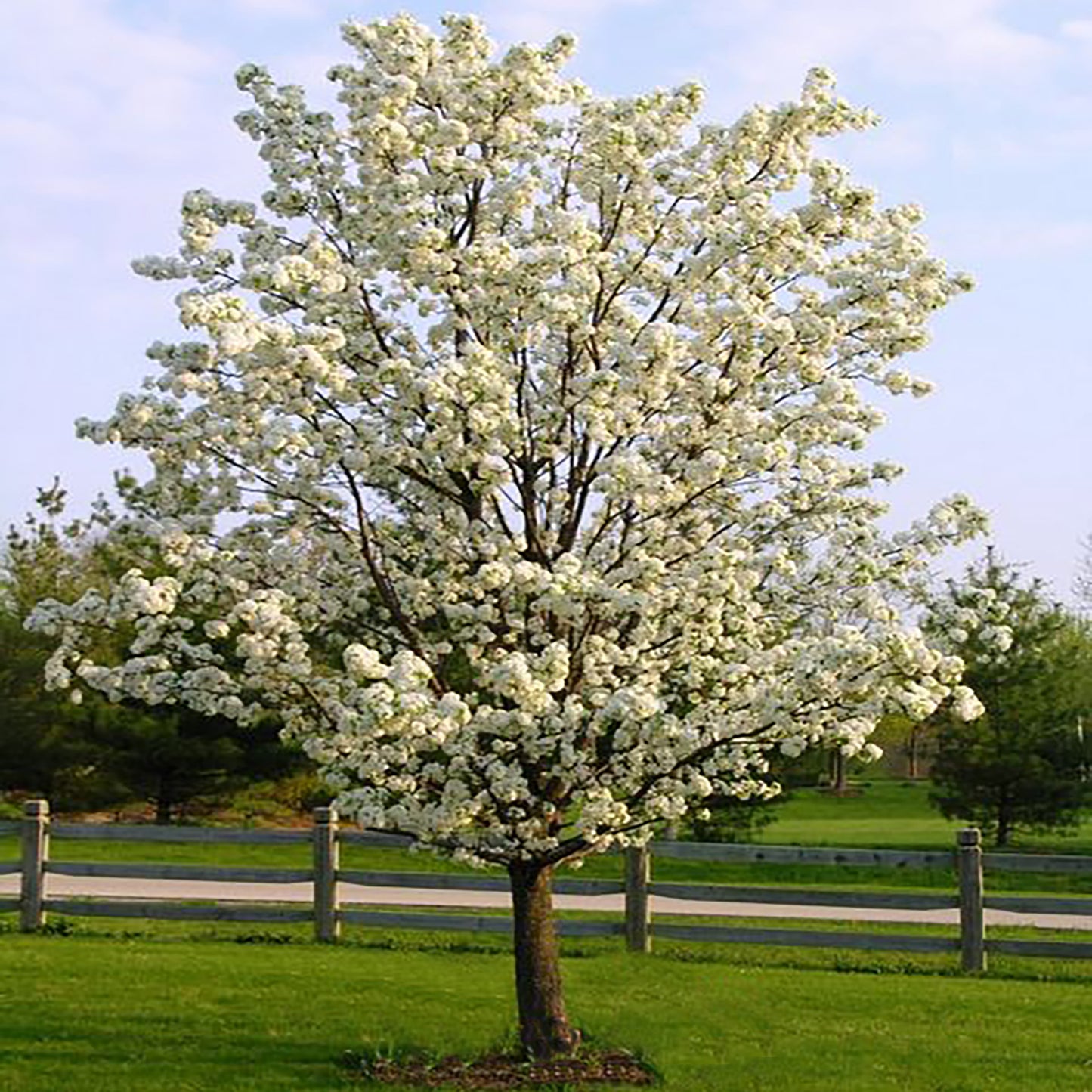 Cleveland Select Pear