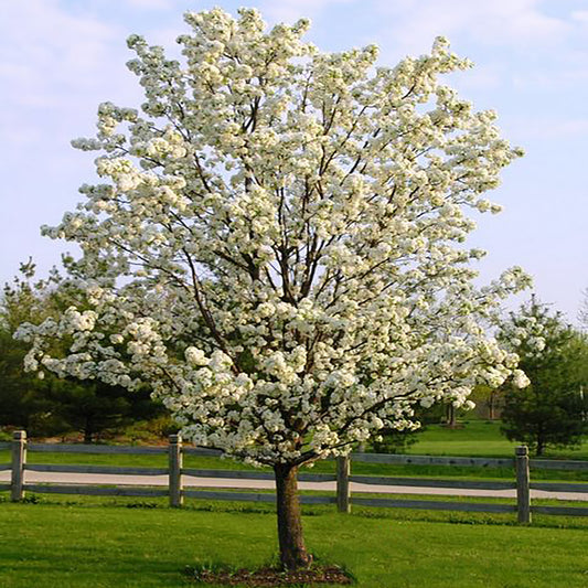 Cleveland Select Pear