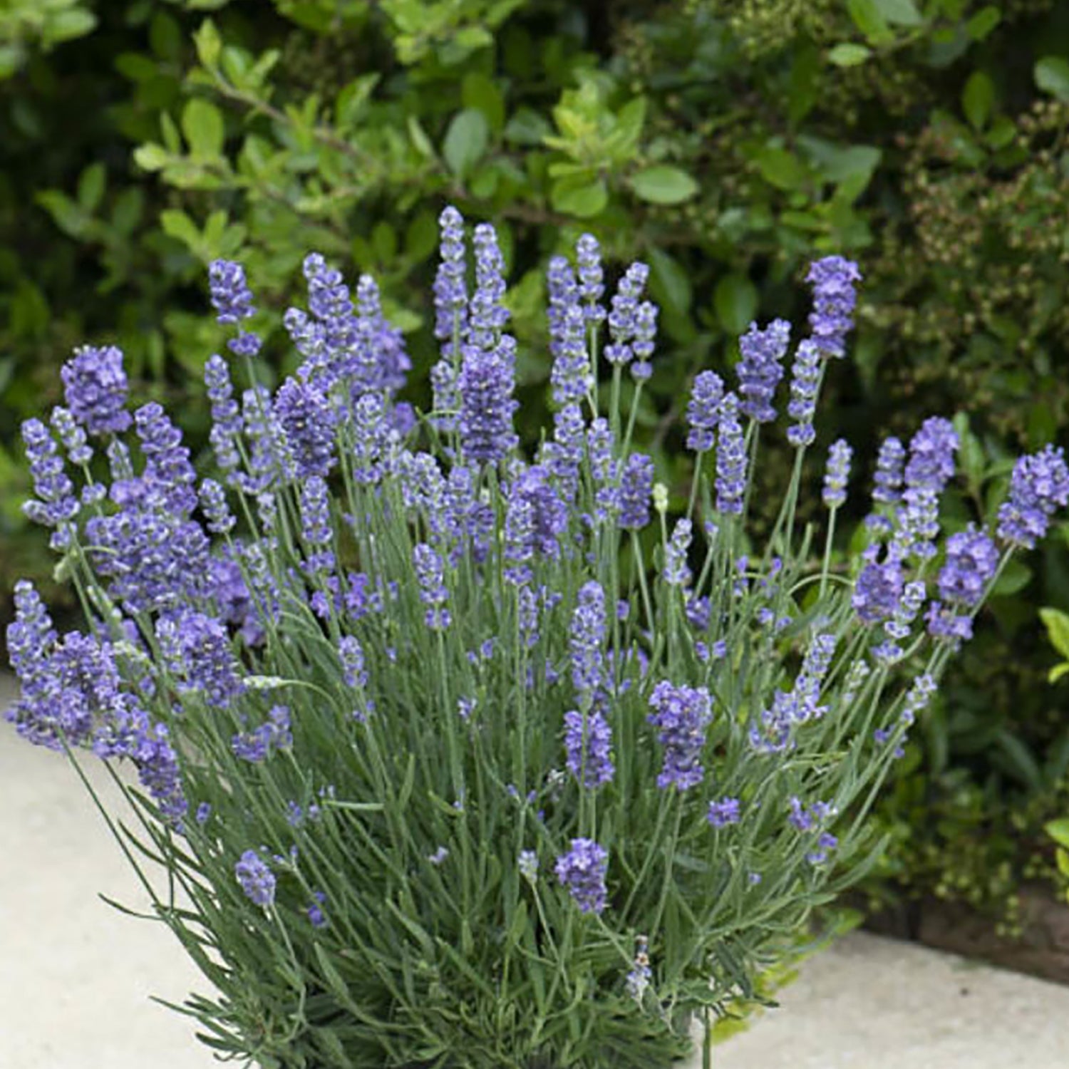 Light Blue Lavender