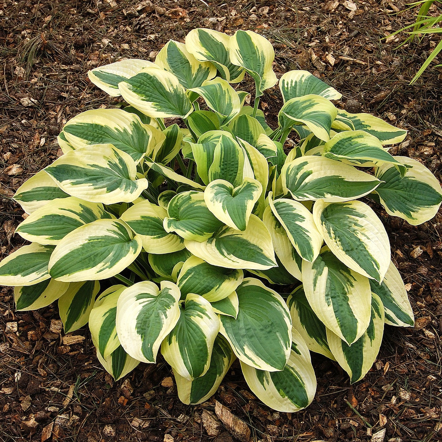 Wide Brim Plantain Lily