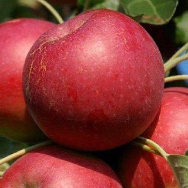 Melrose Apple Tree