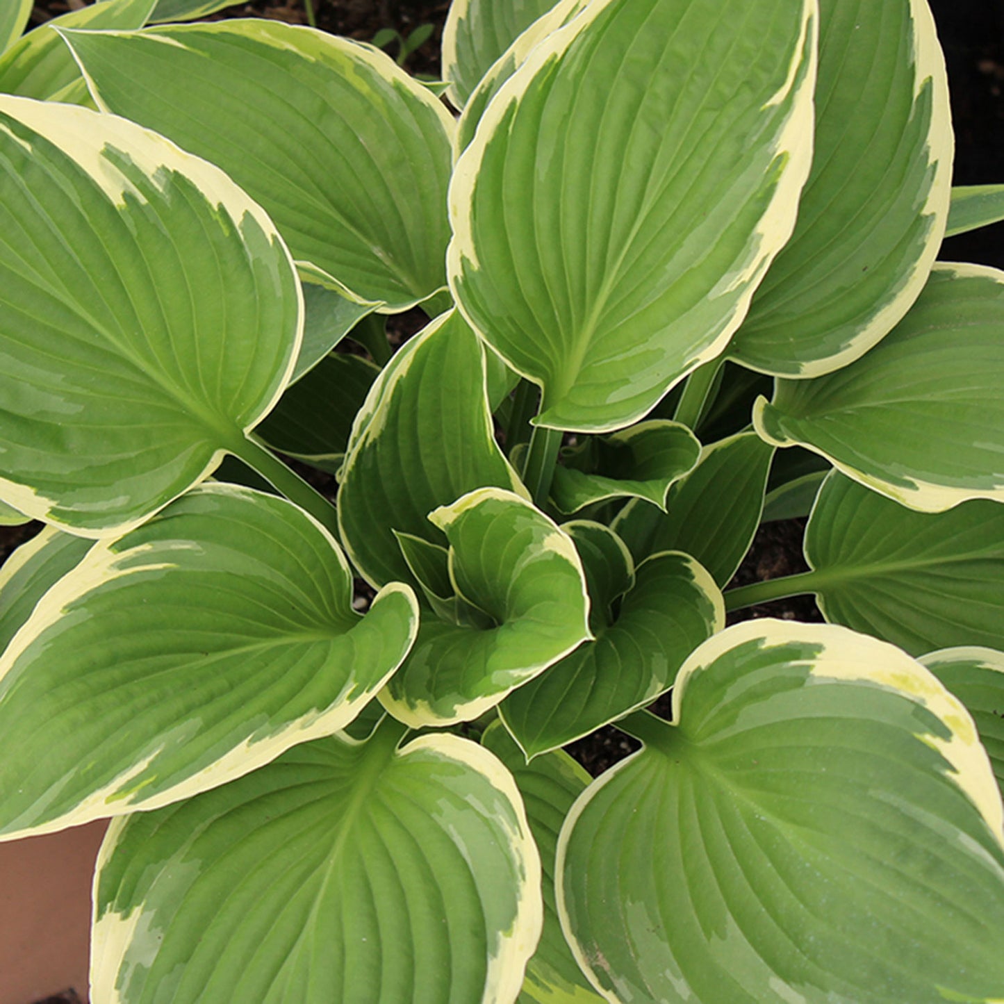 Albo Marginata Plantain Lily