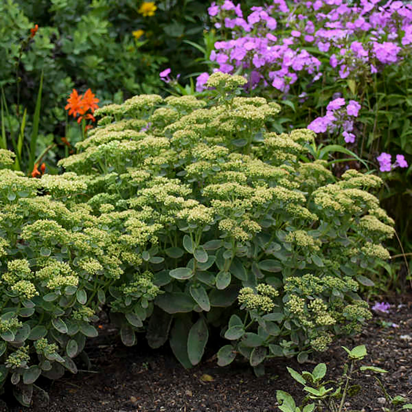 Lemonjade Stonecrop
