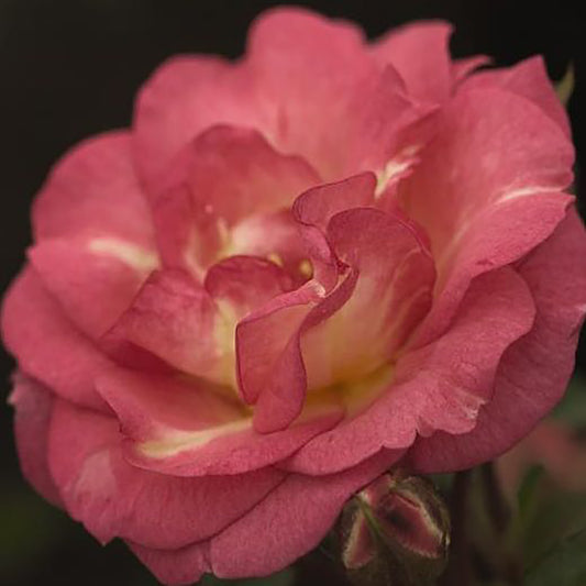 Sunrise Sunset Shrub Rose