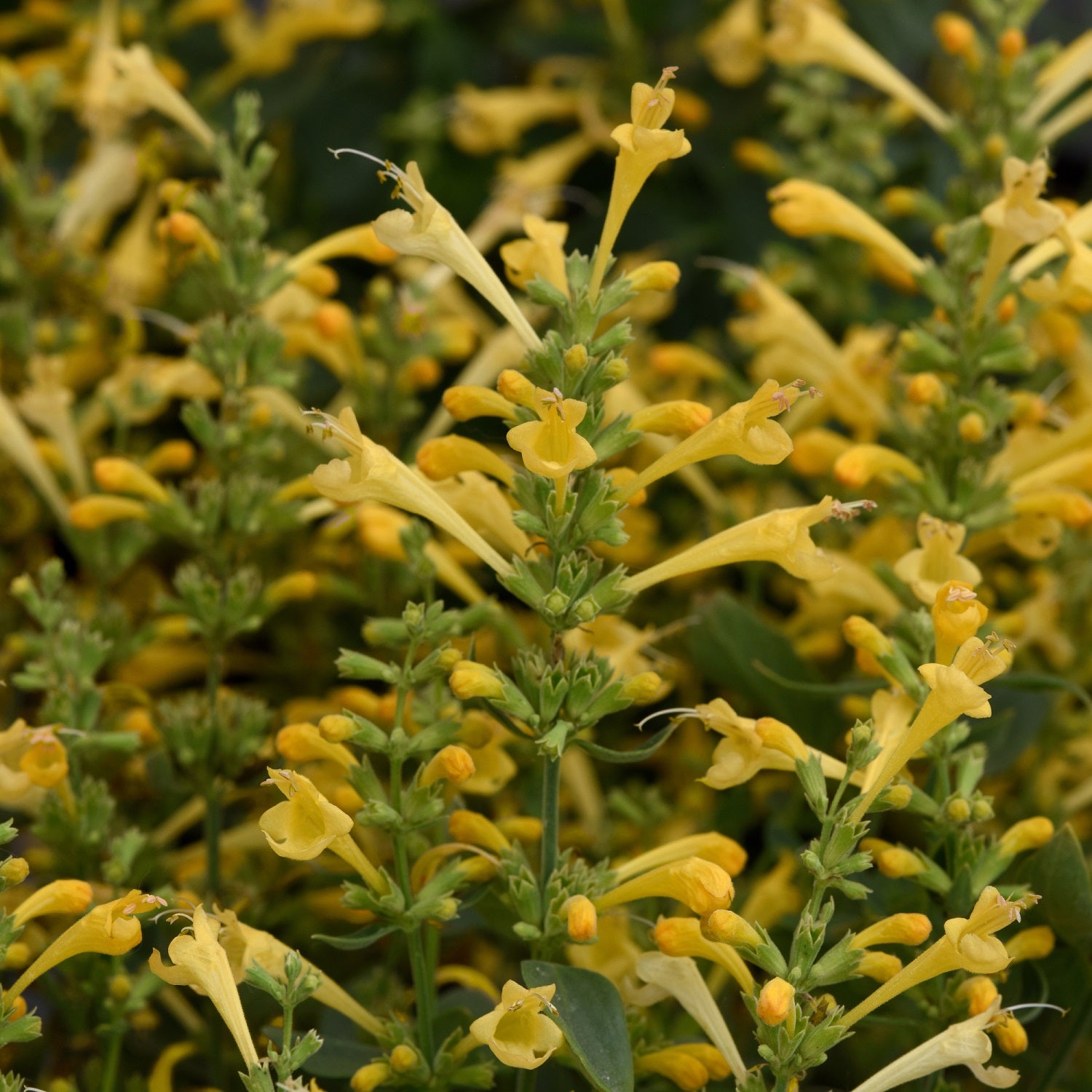 Summerlong™ Lemon Mexican Giant Hyssop