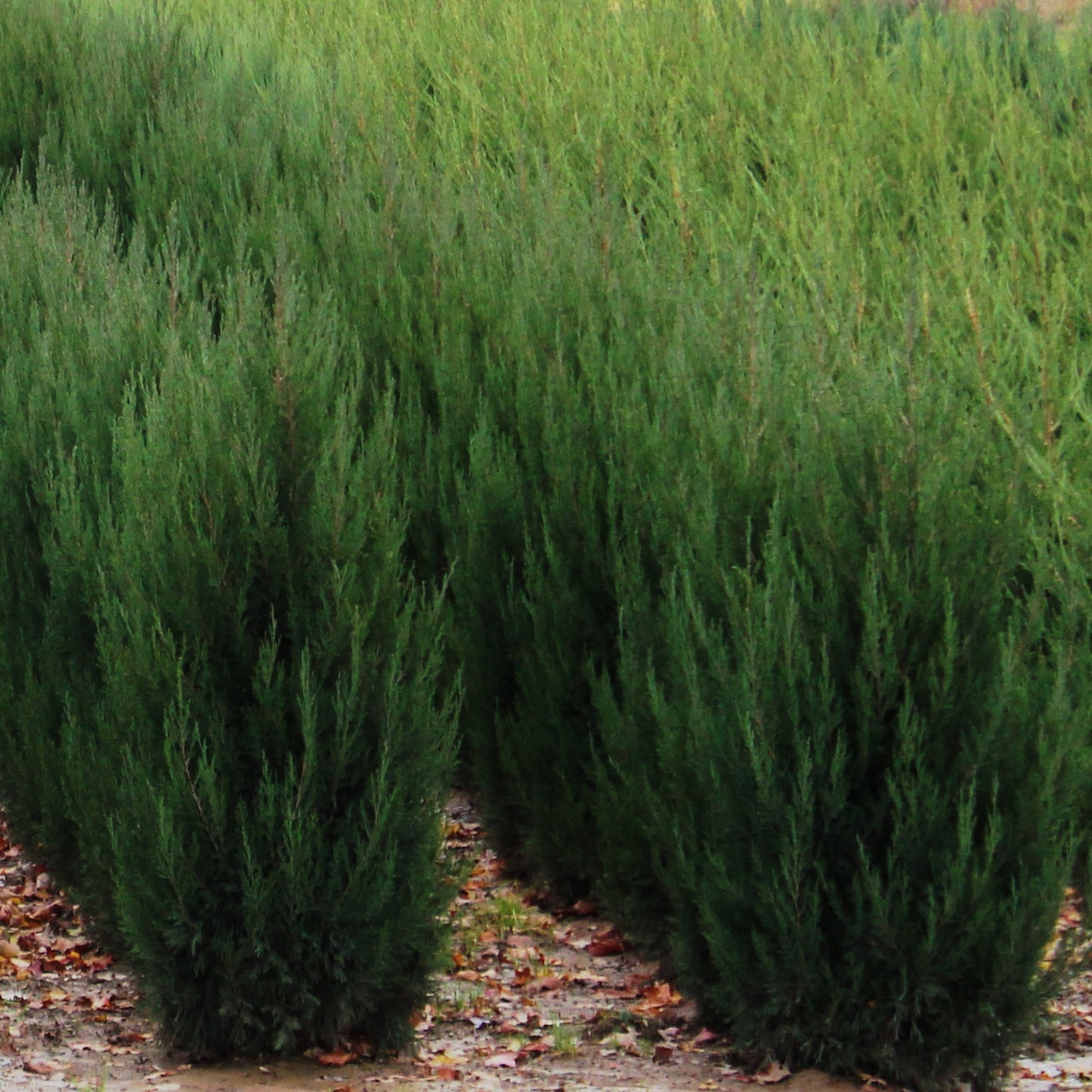 Eastern Juniper