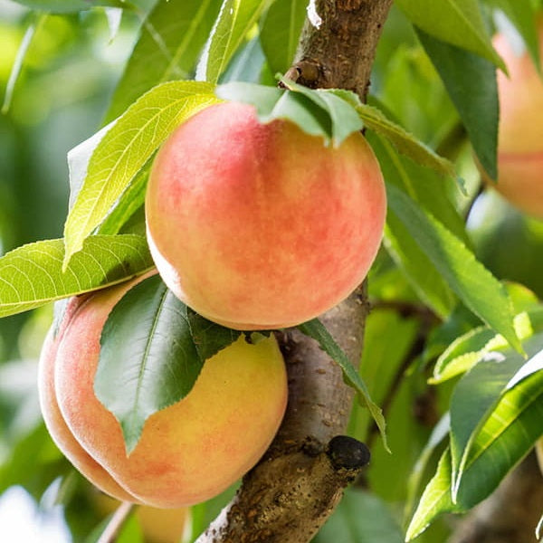 Veteran Peach Tree