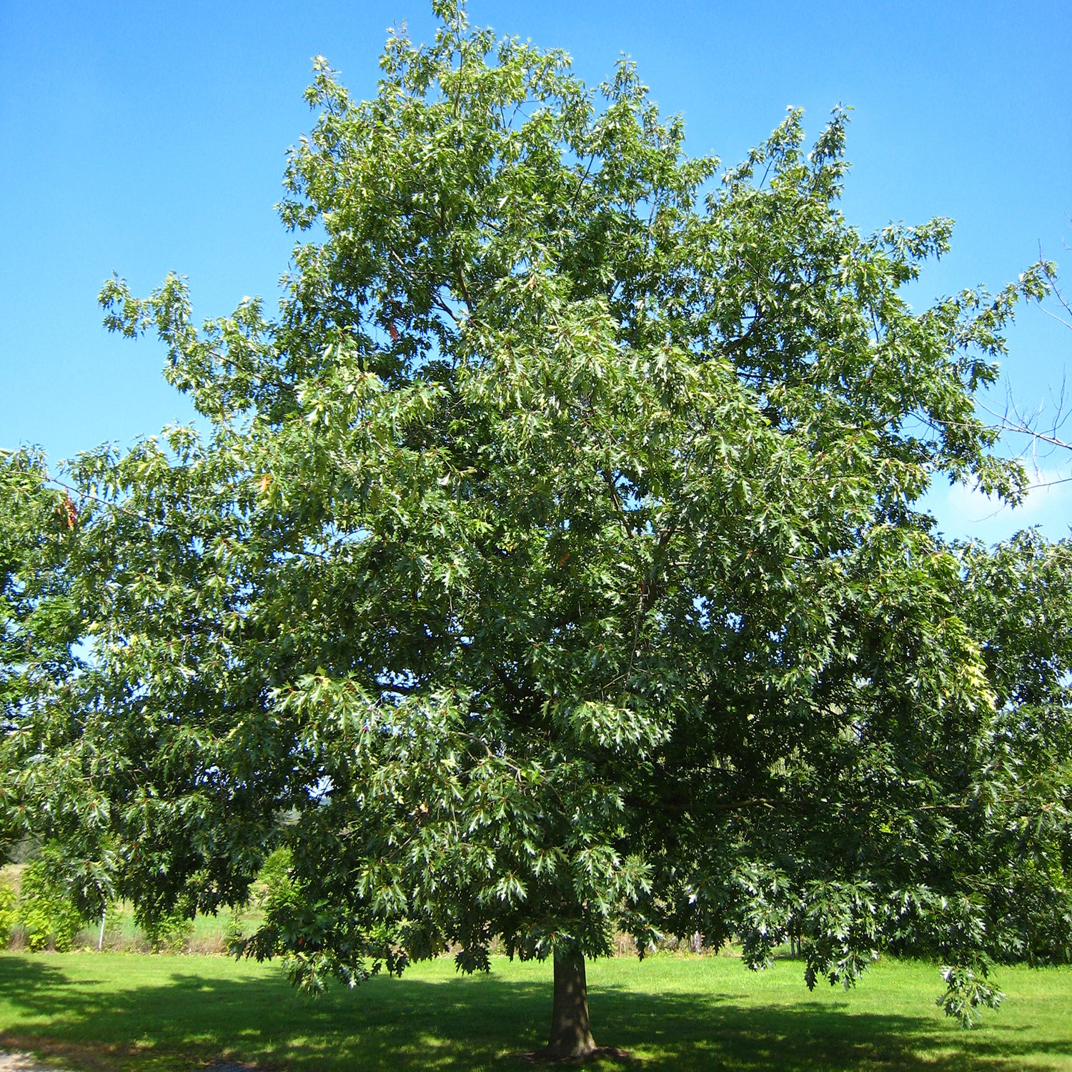 Red Oak