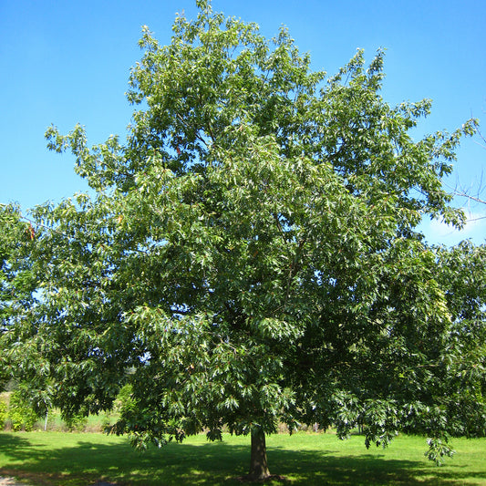 Red Oak