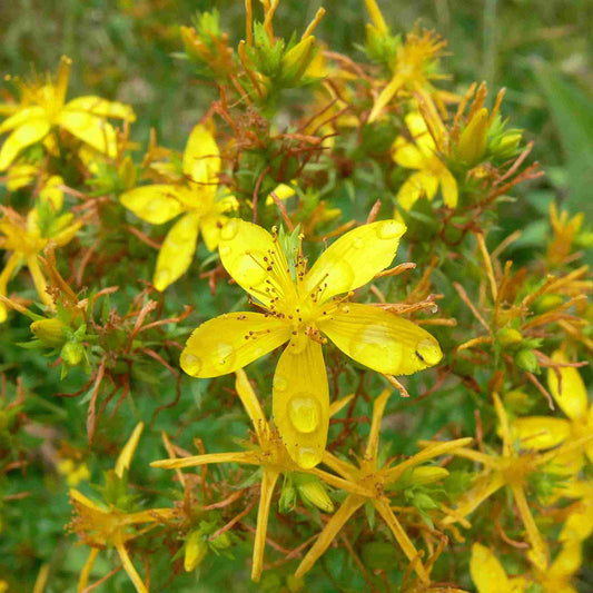 St. Johns Wort