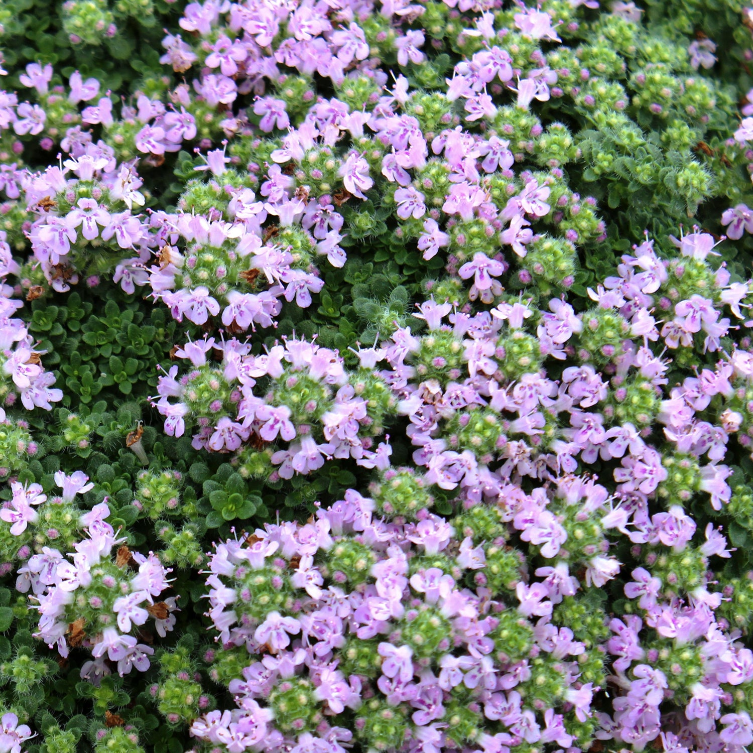 Elfin Thyme