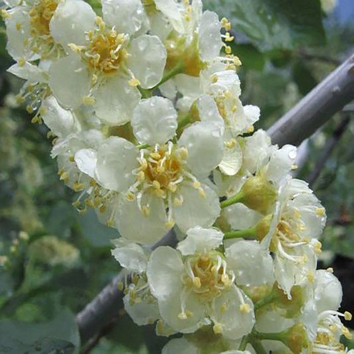 Common Chokecherry