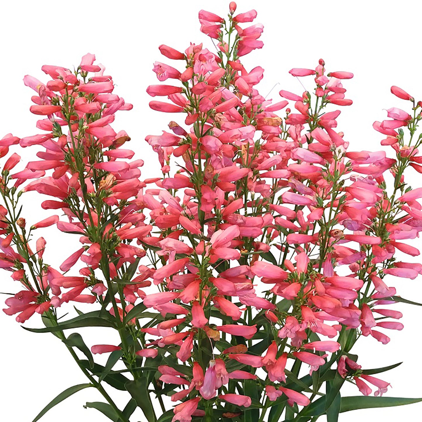 Pristine Lipstick Beardtongue