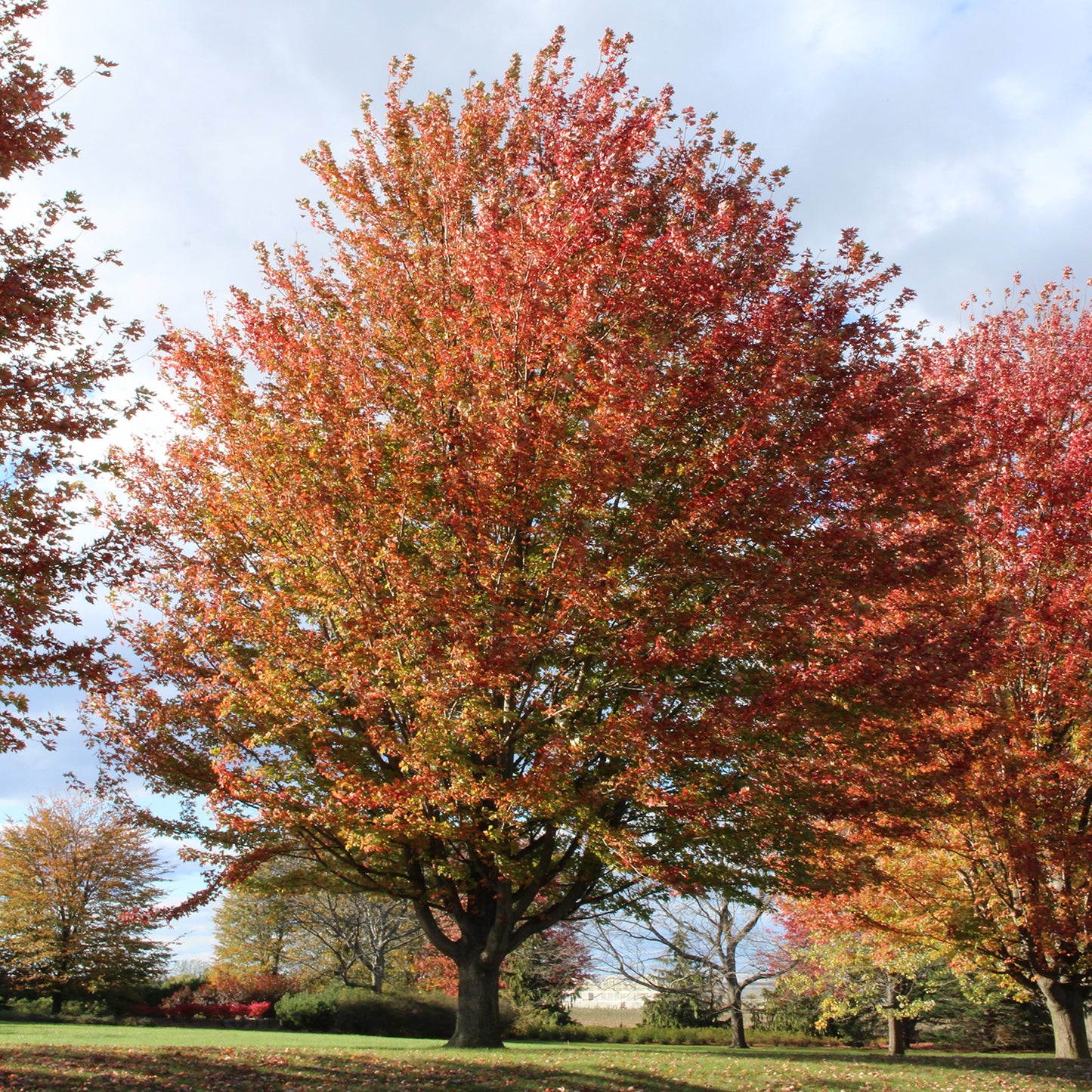 Fall Fiesta® Sugar Maple