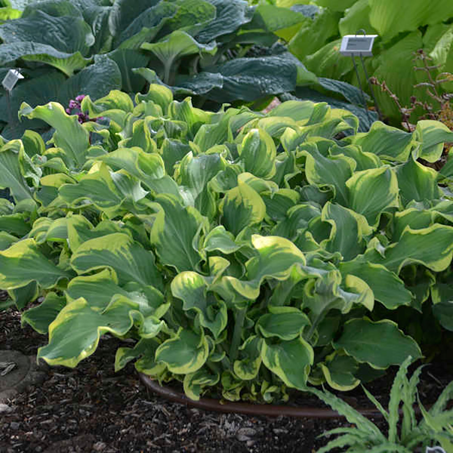 Wheee Plantain Lily