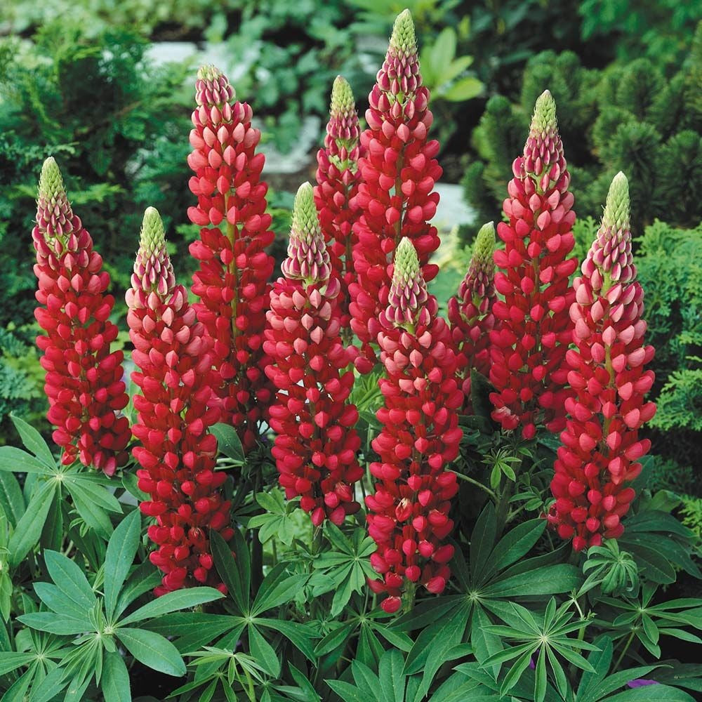 Gallery Red Lupine