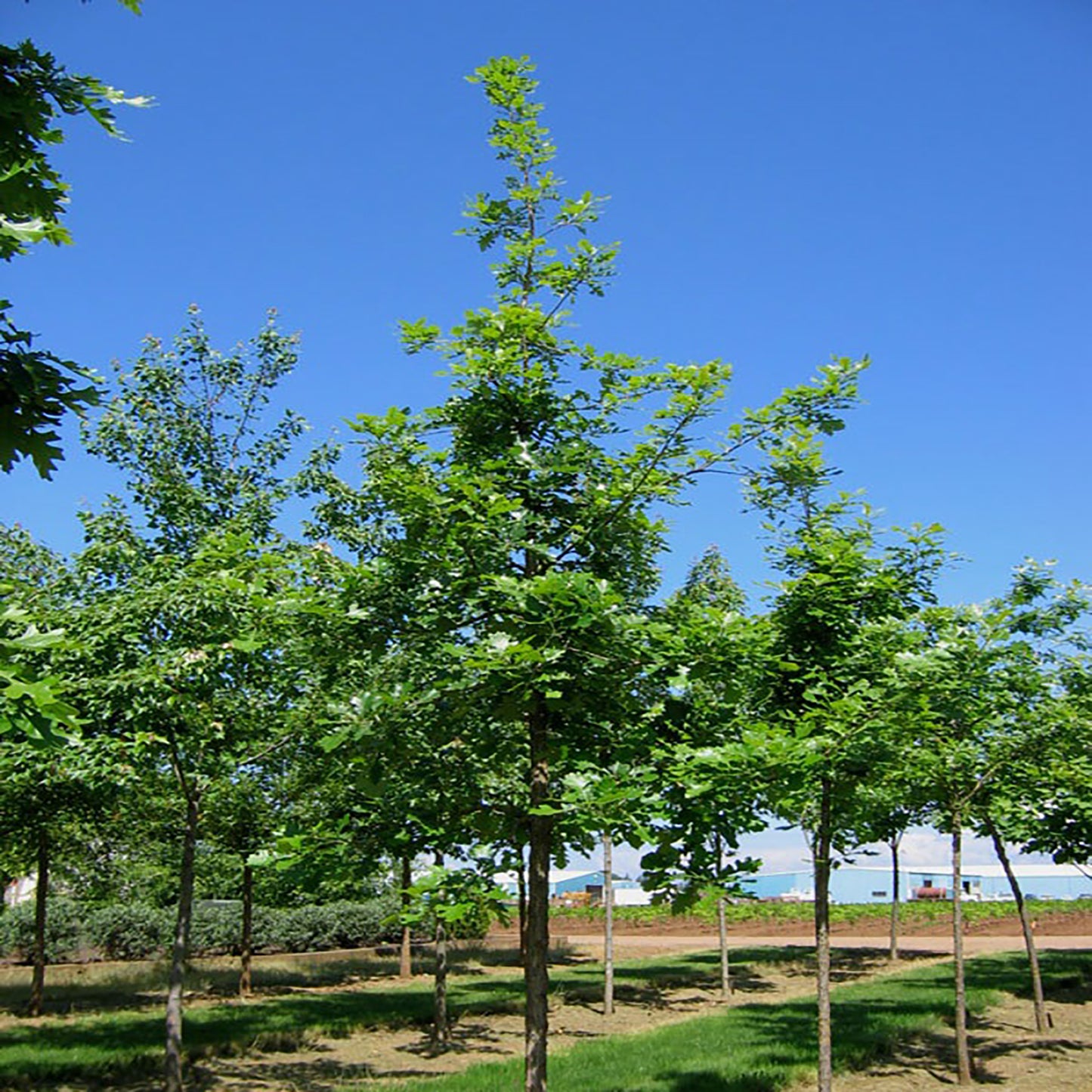 Urban Pinnacle® Oak